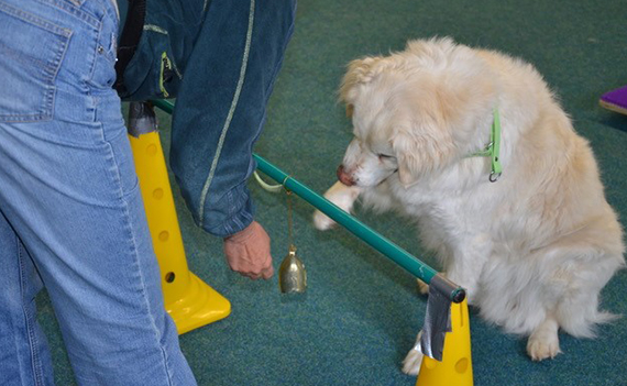 Blinder Hund meistert den Kurs
